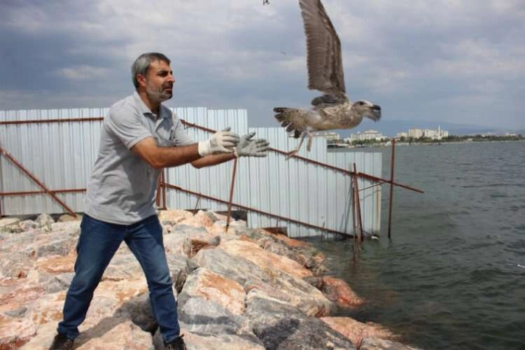 Karşıyaka Belediyesi'nden yüzlerce martıya yardım eli haberinin görseli