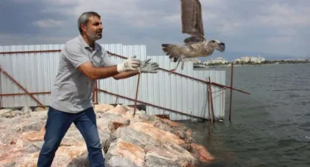Karşıyaka Belediyesi'nden yüzlerce martıya yardım eli