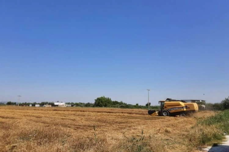 Torbalı'da buğday hasadı tamamladı haberinin görseli