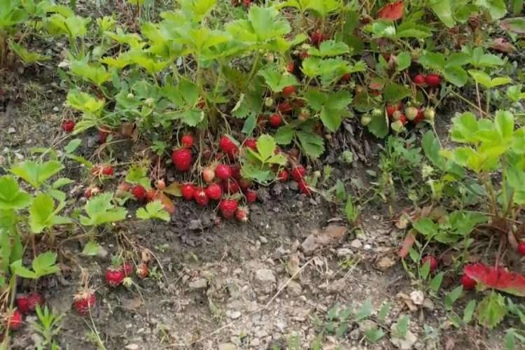 Bursa'da çilek üreticisi isyan etti!