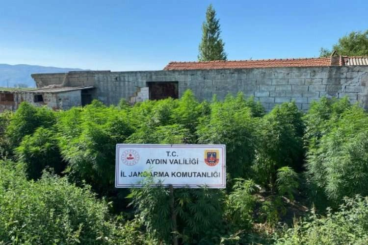 Aydın'da çiftlik evine uyuşturucu baskını haberinin görseli