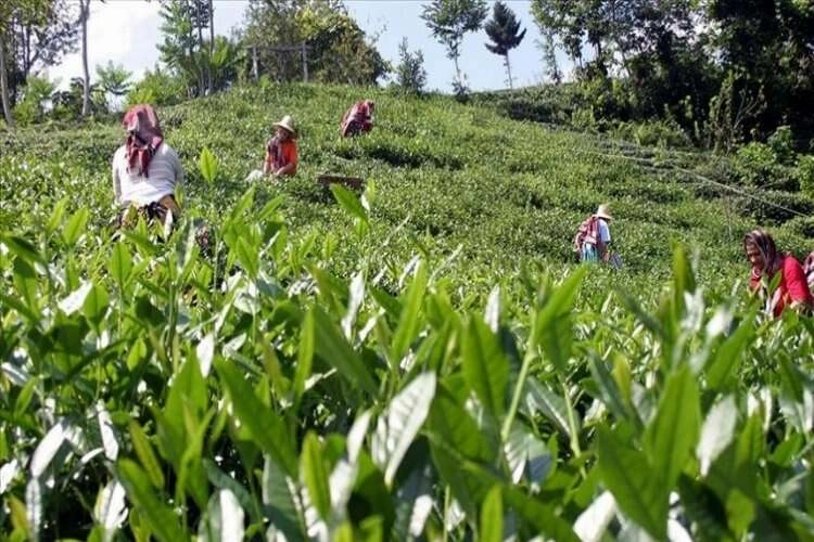 ÇAYKUR ikinci sürgün yaş çay alımlarına bugün başladı haberinin görseli