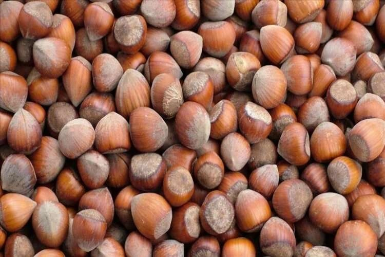 Türkiye fındık ihracatından ne kadar gelir elde etti? haberinin görseli
