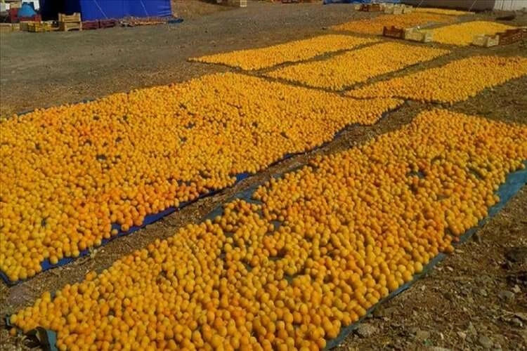 Malatya'da kayısı hasadı başladı haberinin görseli