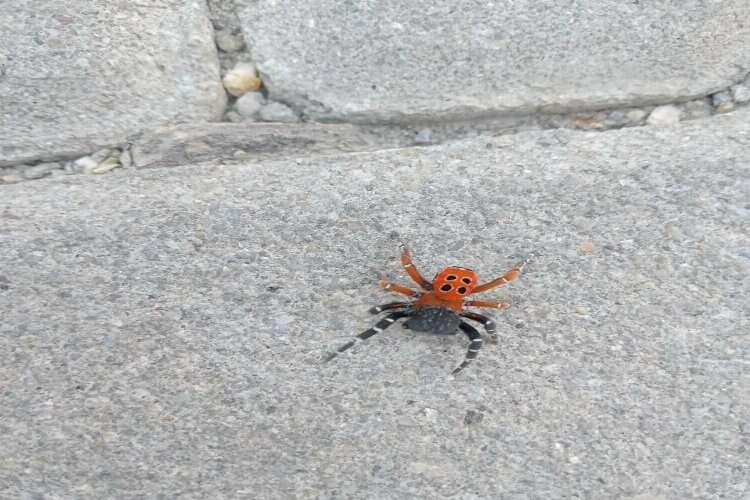 Manisa'da zehirli uğur böceği örümceği görüldü haberinin görseli