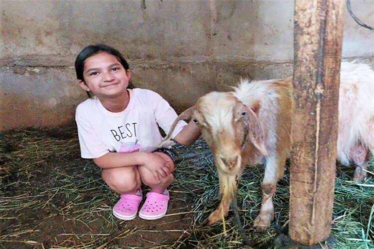 Kaçan kurbanlık keçi, günler sonra bulundu haberinin görseli
