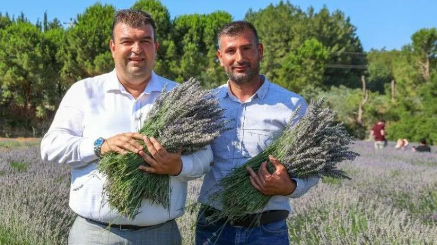 Lavanta hasadı festivali 