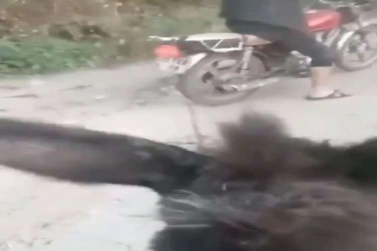 Motosiklete bağladıkları eşeği kilometrelerce koşturdular haberinin görseli