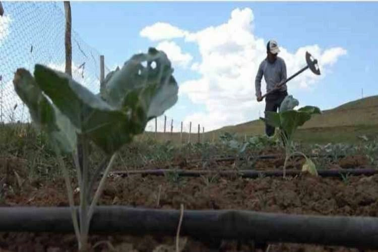 Muş'a 30 yıl sonra döndüler: Tarıma başladılar haberinin görseli