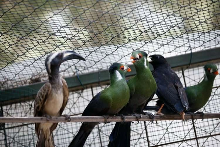 Nesli tükenme tehlikesindeki kuş türleri yediemin oldu