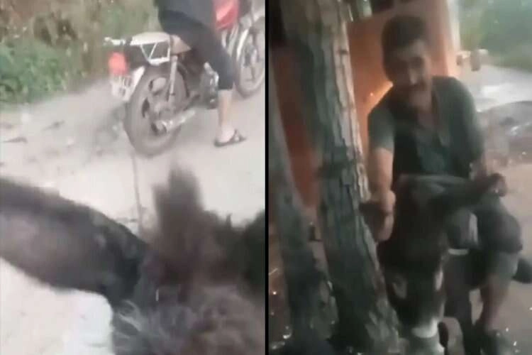 İzmir'de akıl almaz olay! Eşeği kilometrelerce koşturdular haberinin görseli