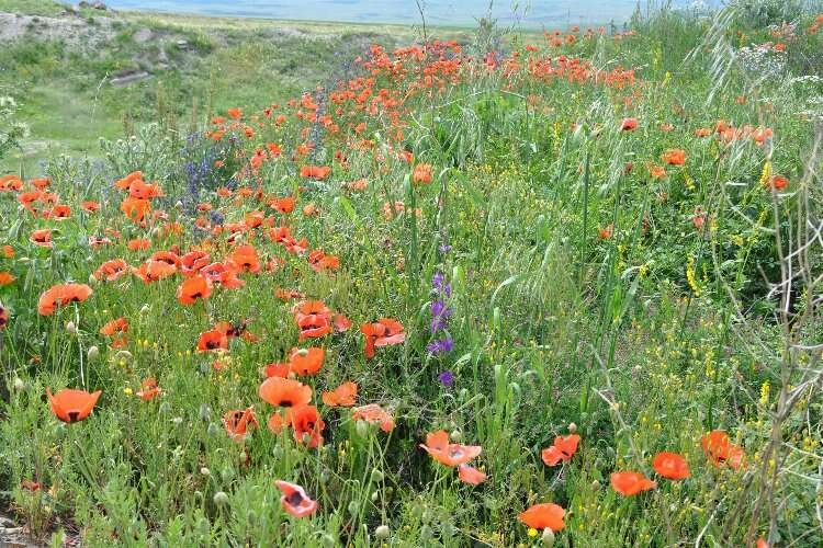 Kars'ta renk cümbüşü: Görüntüler mest etti