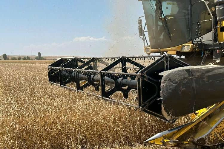 Ankara'da arpa hasadı başladı, çiftçi verimden memun haberinin görseli