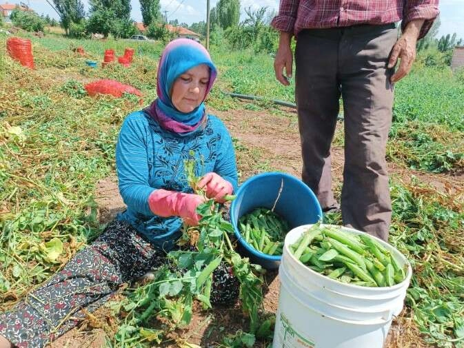 Alternatif ürün olarak ekimi gerçekleştirilen bezelyede hasat başladı