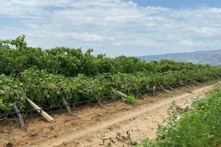 Manisa'da fırtına sonrası üretici zor durumda haberinin görseli