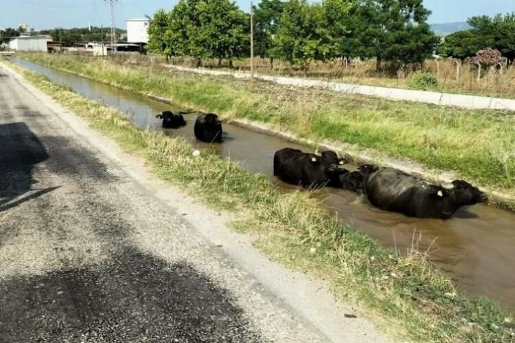 Sulama kanalına giren hayvanlar için seferber oldular haberinin görseli
