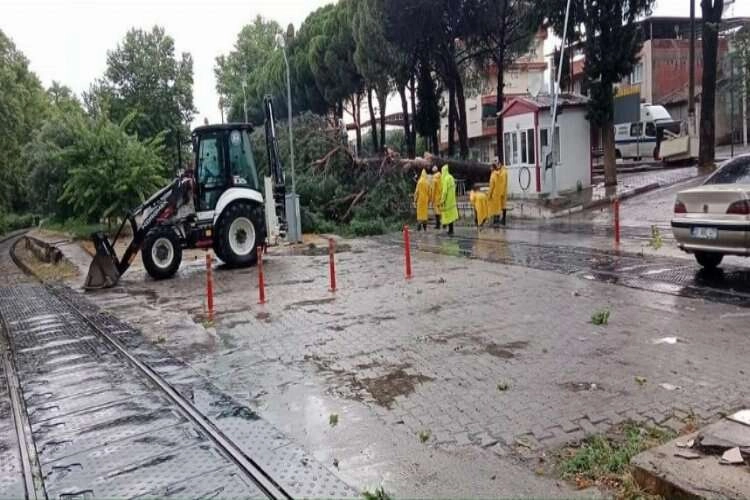 Demiryoluna ağaç devrildi : Tren seferleri durdu haberinin görseli