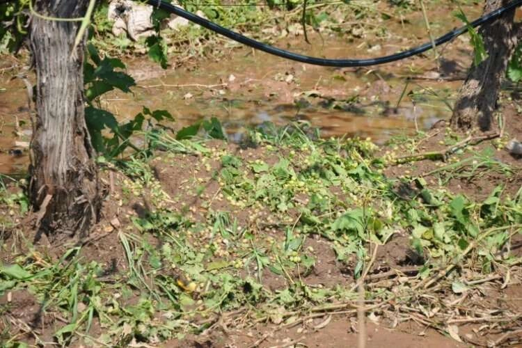 Manisa’da dolu yağdı, üretici perişan oldu haberinin görseli