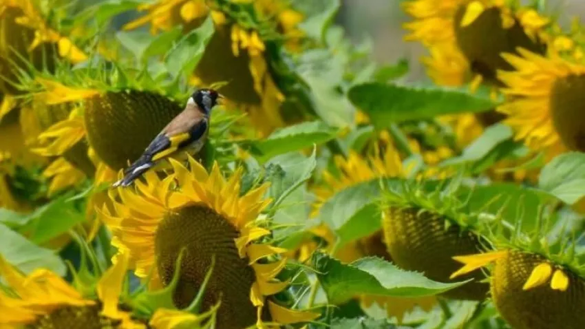 Manisalı üretici ayçiçeğinden memnun haberinin görseli