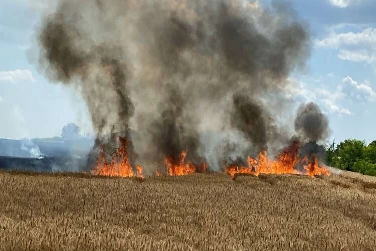 20 günde 500 dönüm buğday tarlası küle döndü haberinin görseli