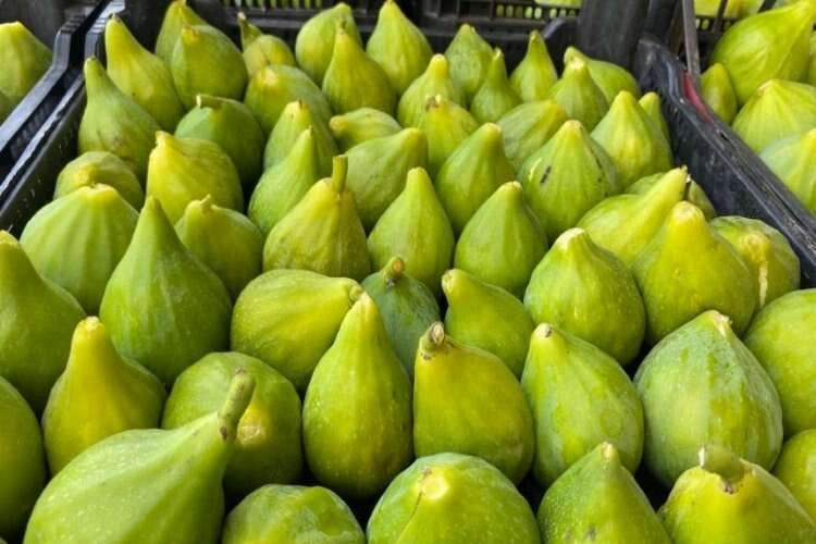 Tezgahları Manisa inciri süsledi haberinin görseli