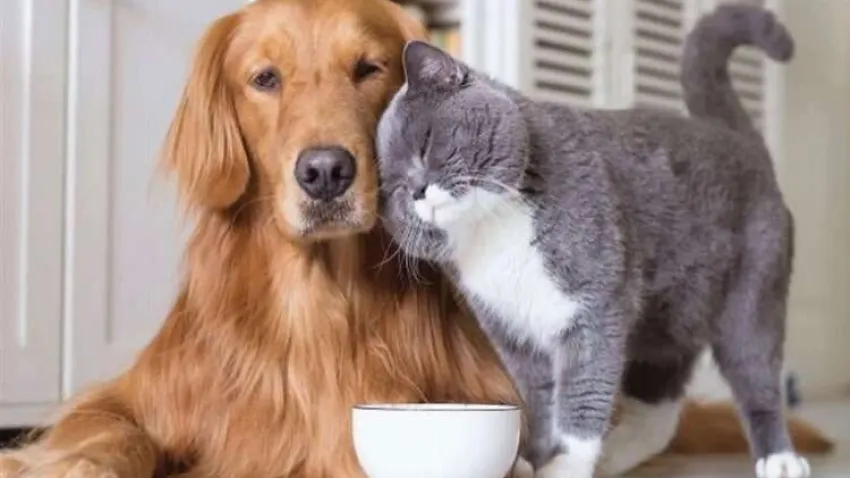 İzmir'de evcil hayvan kabul eden oteller haberinin görseli