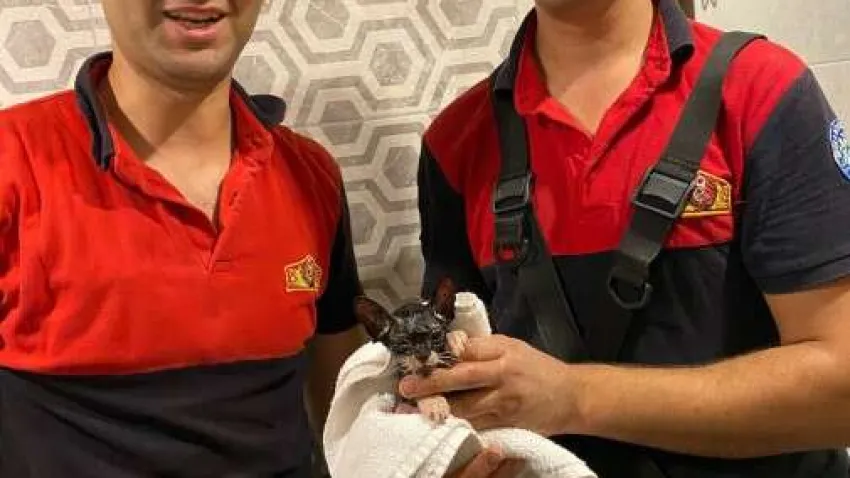 Edinilen bilgiye göre bir otel odasının tuvalet gider borusundan yavru kedi sesi geldiği duyuldu.