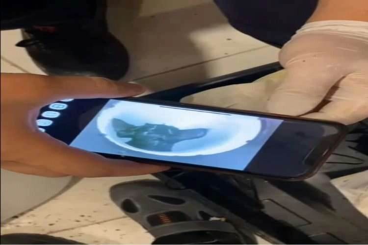 Tuvaletin gider bosusunda mahsur kalan kedi böyle kurtarıldı haberinin görseli