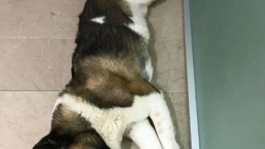 İzmir'in Karşıyaka ilçesinde bir şahıs, sahibiyle birlikte yoldan geçen Akita cinsi köpeği tekmeleyerek öldürdü