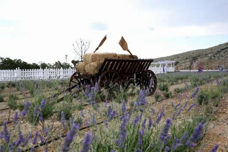 Konya Meram'ı lavanta kokusu sardı haberinin görseli