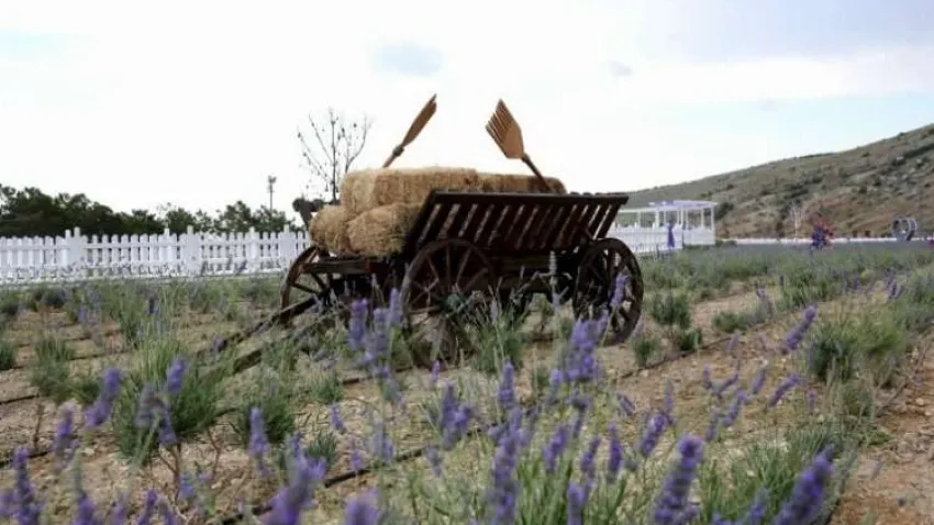 Konya Meram'ı lavanta kokusu sardı haberinin görseli