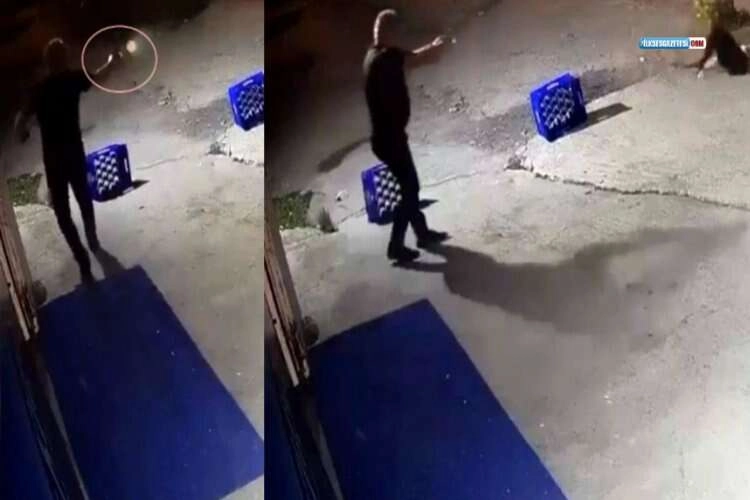 Bir köpek dehşeti de Sakarya'dan! haberinin görseli