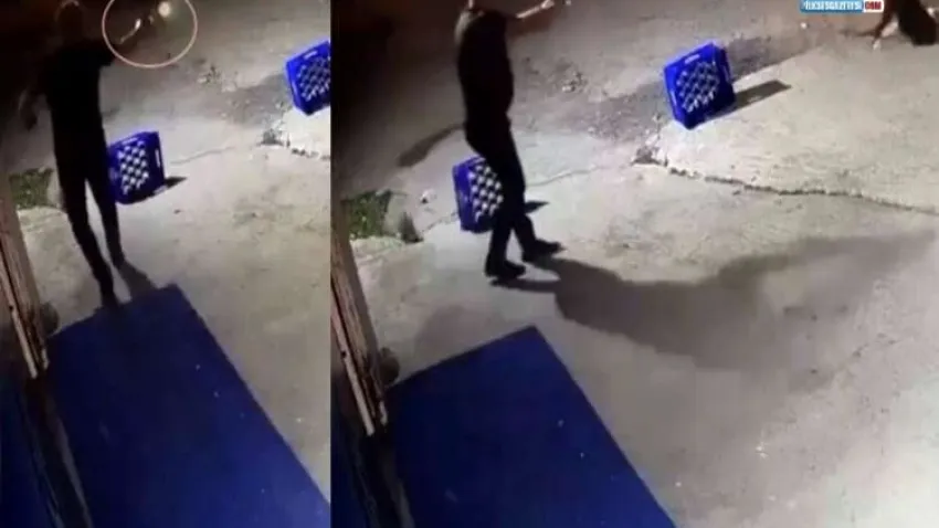 Bir köpek dehşeti de Sakarya'dan! haberinin görseli