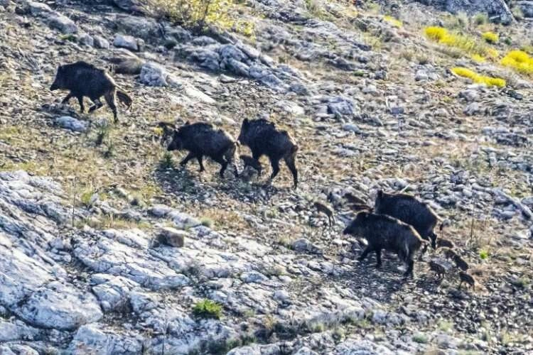 Kütahya'da domuz sürüsü barajda yüzdü haberinin görseli