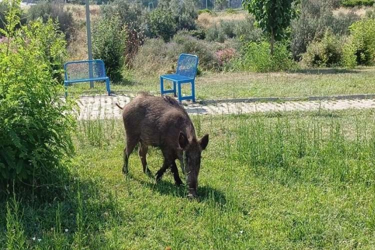 İzmir Bornova'da domuzlar cirit attı haberinin görseli