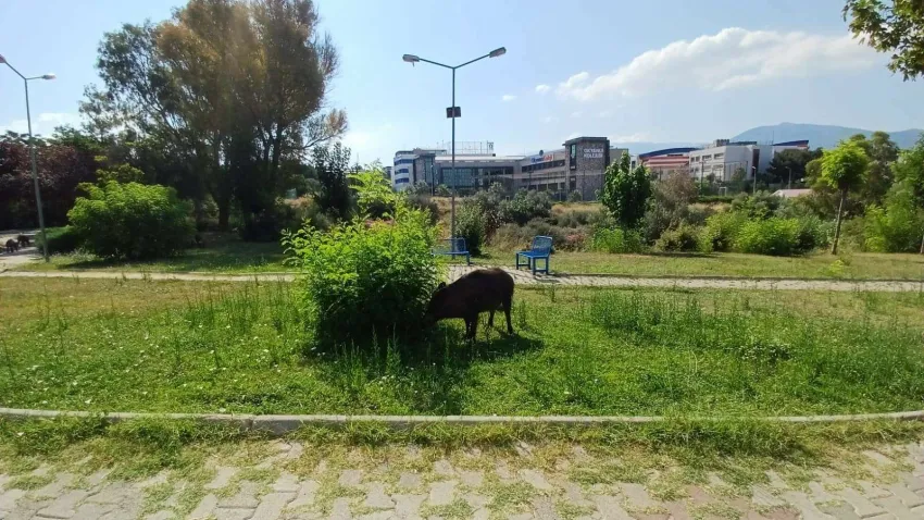 BORNOVA'DA DOMUZ GÖRÜLDÜ