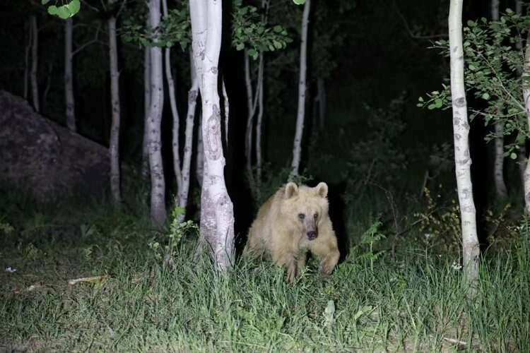 Ayı saldırısı uyarısında bulunmuştu, kıl payı kurtuldu