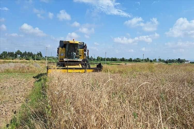 Bafra Ovası'nda hububat hasadı başladı haberinin görseli