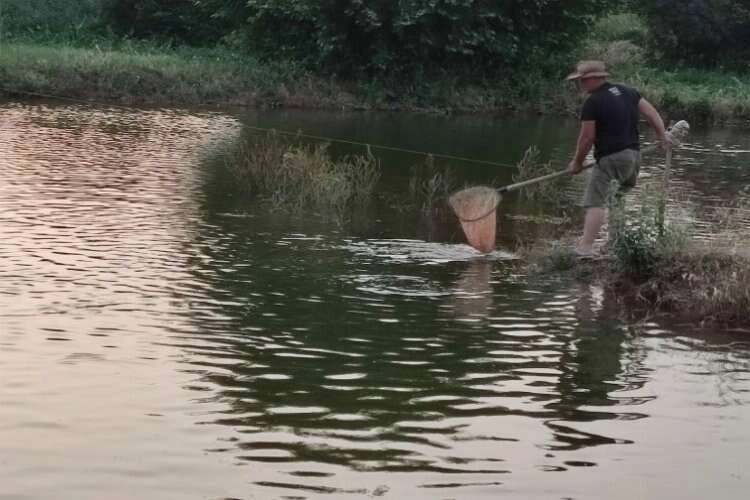 Denizli'de aynalı sazan üretimine başladı