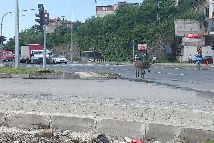 Sahipsiz eşek trafiği birbirine kattı haberinin görseli