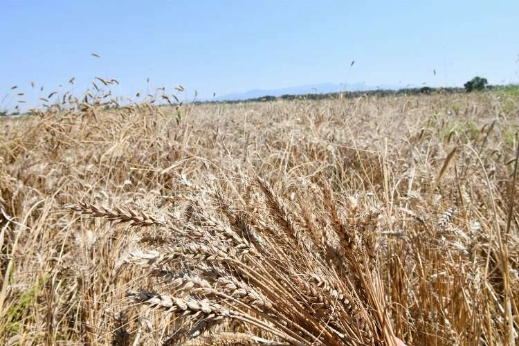 Belediye arazisinde, görülmemiş uygulama