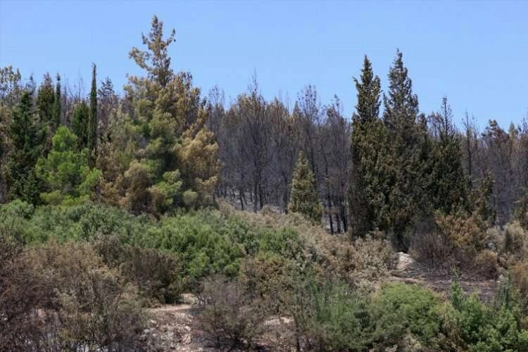 İzmir'deki orman yangınında zarar gören alanlar görüntülendi