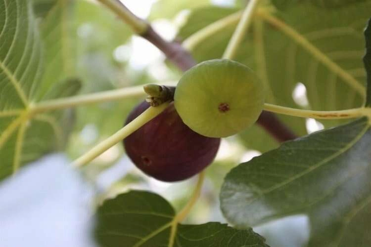 İncirin yeni ana vatanı: Muğla haberinin görseli