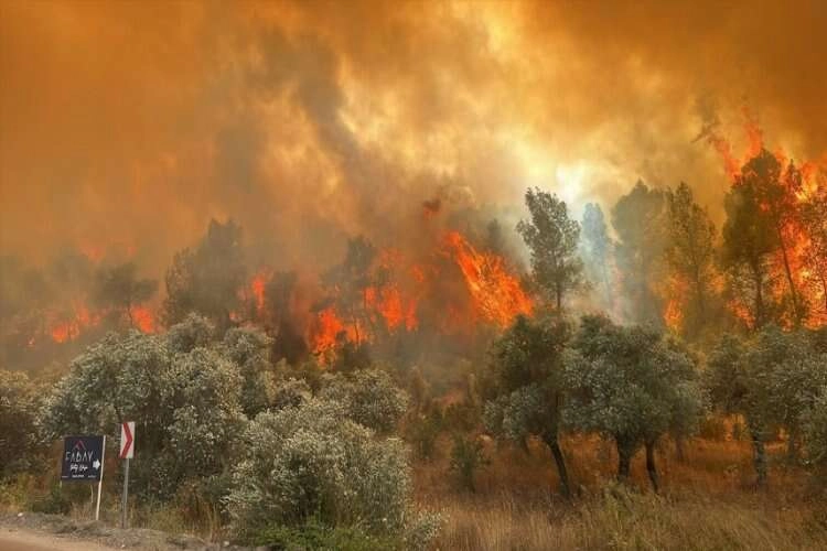 Muğla'da orman yangını: Müdahale devam ediyor