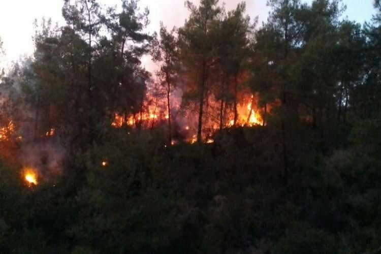 Adana’da ormanlık alanda yangın çıktı haberinin görseli