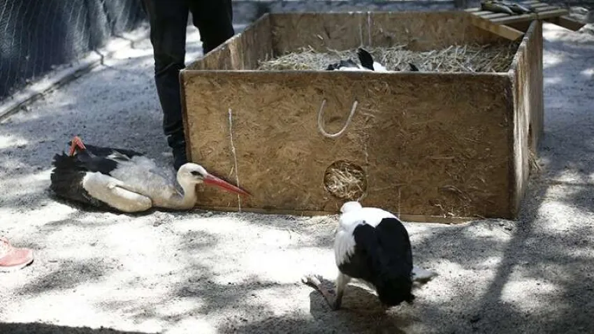 Orman Bölge Müdürlüğü ile Doğa Koruma ve Milli Parklar Müdürlüğü ekiplerinin doğada yuvadan düşme veya annelerinin terk etmesi sonucu yalnız bulduğu leylek yavruları ya da yaralı leylekler, Doğal Yaşam Parkı'na getiriliyor.