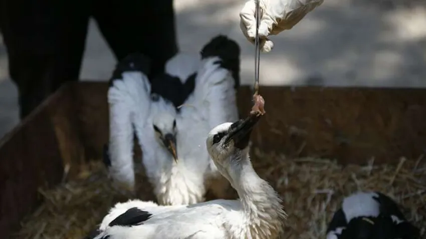 Antalya Doğal Yaşam Parkı'nda oluşturulan