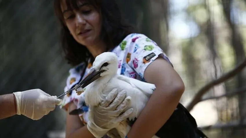 Yavruları ölen ve ayağına ip dolanması sonucu aksayan yetişkin leylek ile ormanlık alandaki yuvalarından düşmeleri nedeniyle annelerinden uzak kalan 3 leylek, parkta oluşturulan ve kapısına