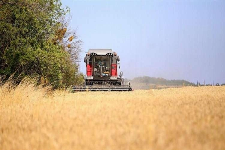 Buğday üretiminde artış bekleniyor