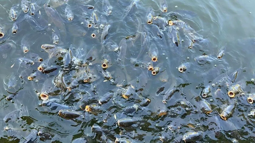 ‘Çay İnli Balıklı Gölü’_ilkses